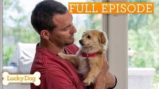Terrified Rescue Dog Can't Be Left Alone Until He Finds His Family | Lucky Dog Double Episode