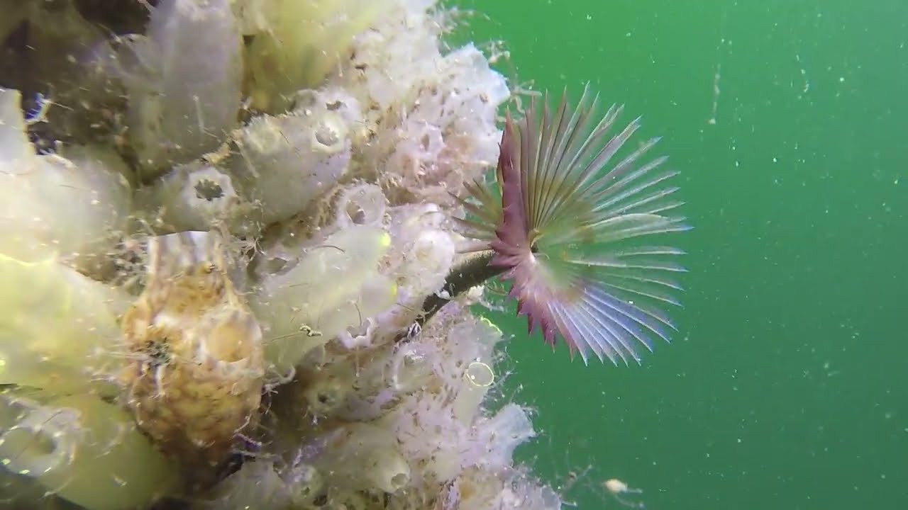 Peacock worm (Sabella pavonina) mussel culture Bergsediepsluis (Netherlands) 11-8-2021