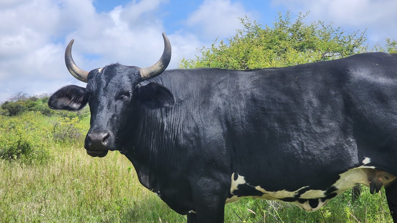 ..VACAS F1 LECHERAS .