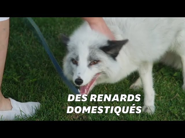 Des Renards De Compagnie C Est Possible Grace A Des Scientifiques Russes Youtube Des Renards De Compagnie C Est Possible Grace A Des Scientifiques Russes Youtube