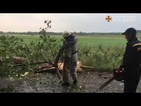 Рятувальники Дніпропетровщини прибирають аварійні дерева, що впали внаслідок негоди