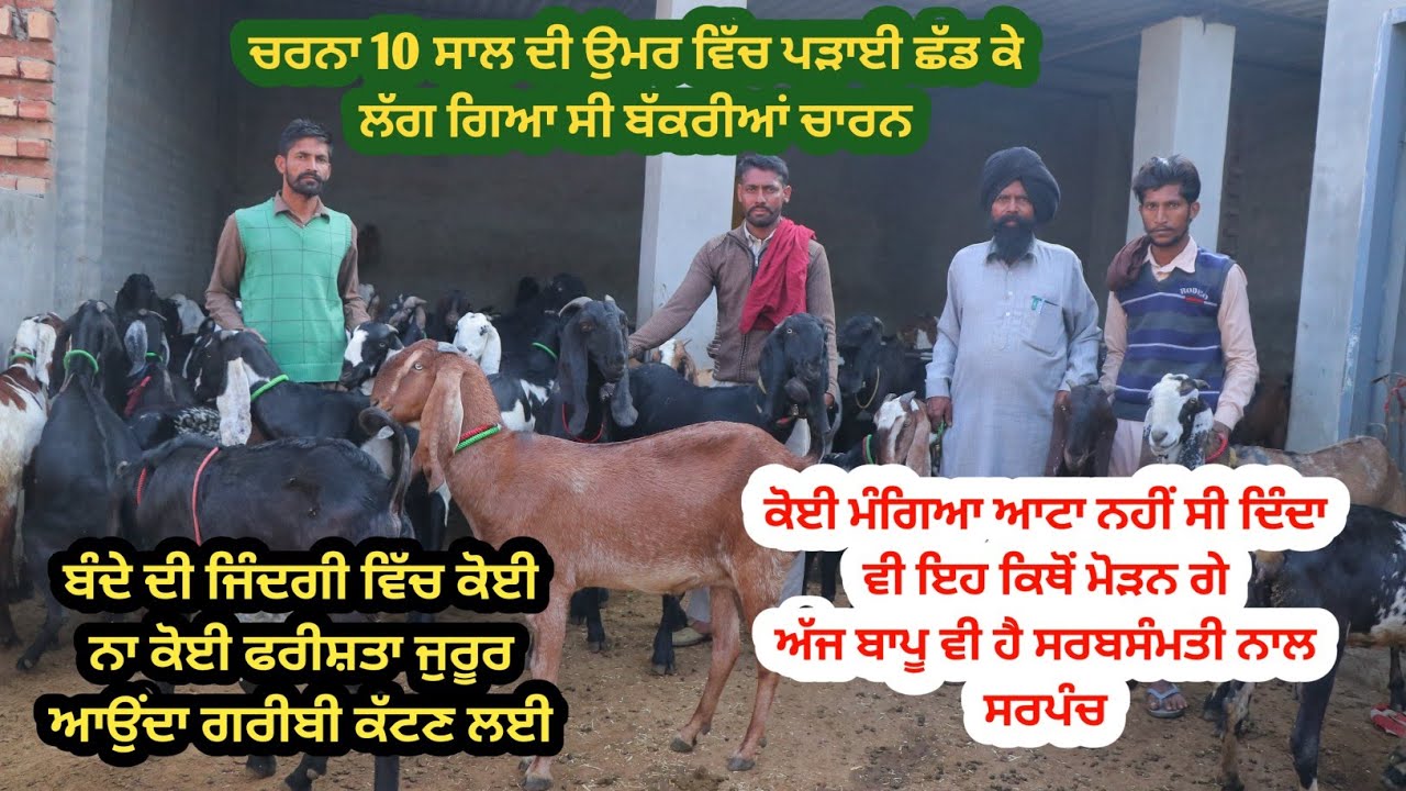 ਚਰਨੇ ਨੂੰ ਤਾਂ ਬੱਕਰੀਆਂ ਨੇ ਹੀ ਦਿੱਤਾ ਸਭ ਕੁਝ || Goat farming || Charna Saundhe wala || 