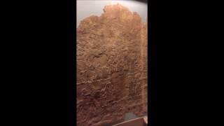 The Siege of Lachish Reliefs at the British Museum