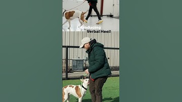 Verbal heel command with dog!? 🦮 #shorts #nobaddogs #dogtraining