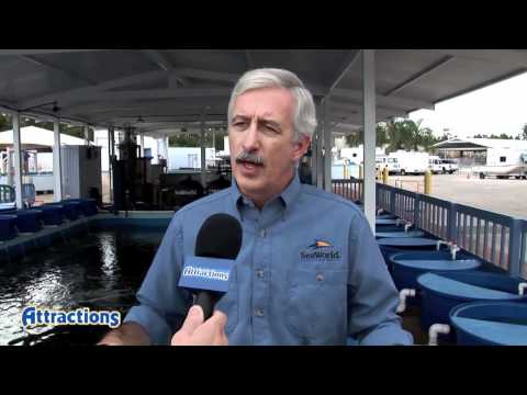 SeaWorld interview about their sea turtle rescue p...