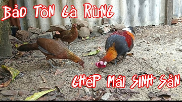 Gà rừng rặc. chuẩn bị cho mùa sinh sản