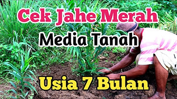 Cek Rimpang Jahe merah Media Tanah usia 7 Bulan