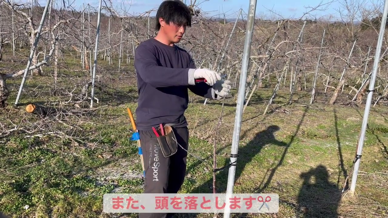 小さい若木を剪定してみた👍（初心者用りんご🍎）Pruning small young trees　For beginners
