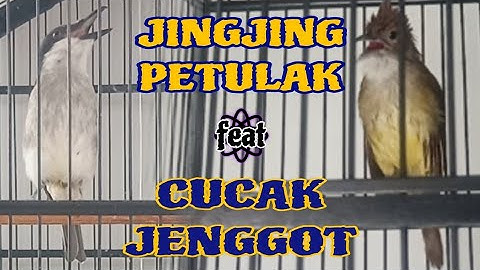 JINGJING PETULAK feat CUCAK JENGGOT GACOR  !!! KOMBINASI MASTERAN BURUNG KICAU