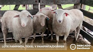 Vídeo: Lote de carneros Pampinta, Texel y Pampinta/Dorper