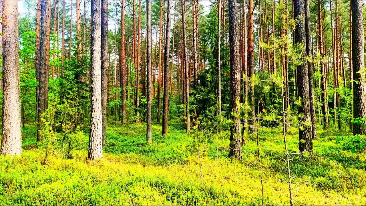 Звуки леса в формате 4K для успокоения 🌿 Умиротворяющее пение птиц и зелень для релаксации🌿