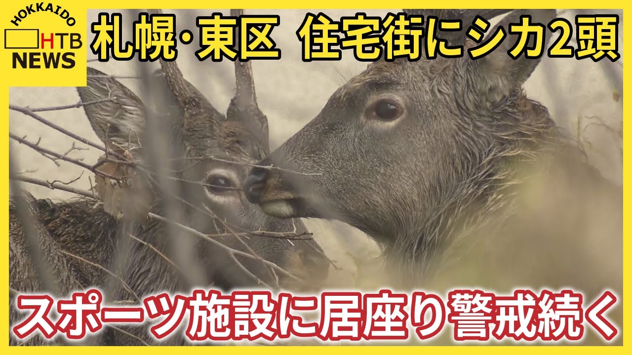 住宅街にシカ2頭 近くには小学校や病院も スポーツ施設の敷地内に