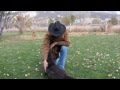 How to Dog Train Chocolate Labrador Retriever How to Dog Train Chocolate Labrador Retriever