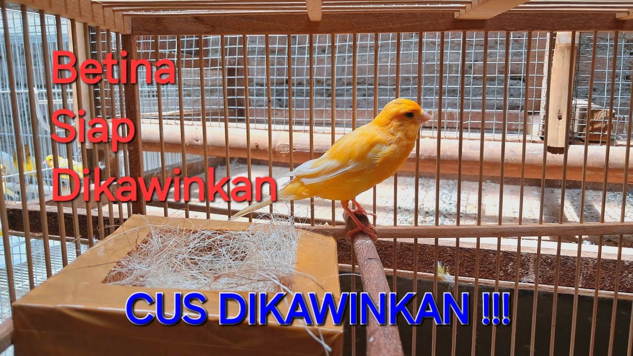 BETINA SIAP DIKAWINKAN || ciri ciri betina siap dikawinkan!!