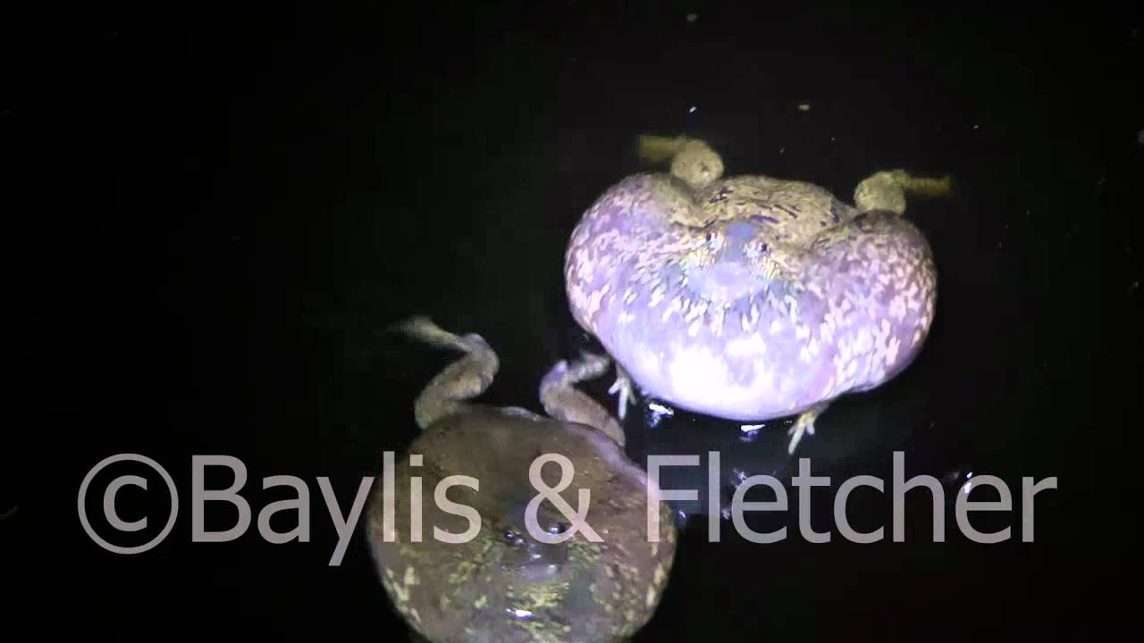 Truncate-snouted burrowing frog, Cambodia, 20110429_003014.mp4