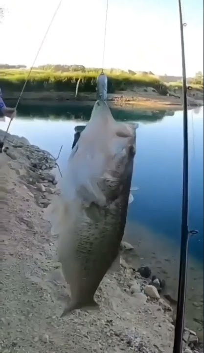 Double strike big fish | fishing techniques #fishing #mancing #shorts
