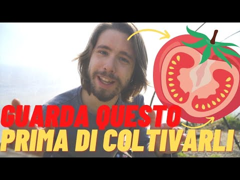 Video: Cos'è la coltura ad anello di pomodoro: come utilizzare la coltura ad anello per i pomodori