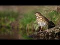صوت سمن لصيد النهار صوت ممتاز مع سك متواصل Song Thrush Song For Day Hunting With Continious Call 