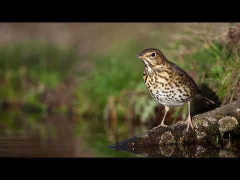 صوت سمن لصيد النهار صوت ممتاز مع سك متواصل Song Thrush Song For Day Hunting With Continious Call