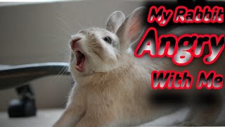 My Rabbit So Angry🙁 To Me | Animals UBS by Animals UBS 113 views 2 years ago 1 minute, 16 seconds