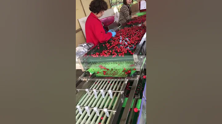 Cherry olive date grading processing line fruit and vegetable sorting machine Fruit sorting machine