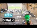 Pigeon Shower! Washing Pigeons with the Hose