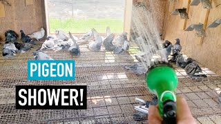 Pigeon Shower! Washing Pigeons with the Hose