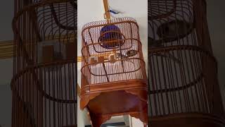 Download Lagu Sikatan londo impor ngeriwik MP3