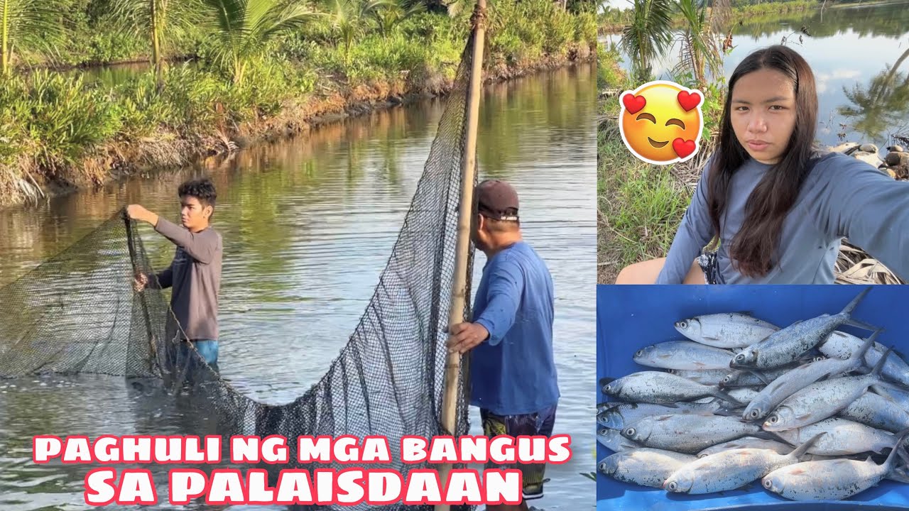 UNANG HARVEST NG MGA BANGUS SA AMING PALAISDAAN + NAGLUTO NG SINIGANG