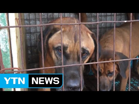 靑 "가축에서 개 제외하도록 규정 정비" / YTN