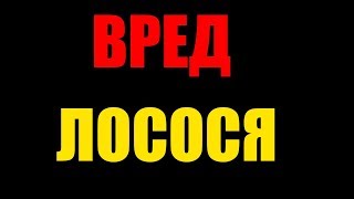 Польза и вред лосося Польза и вред лосося