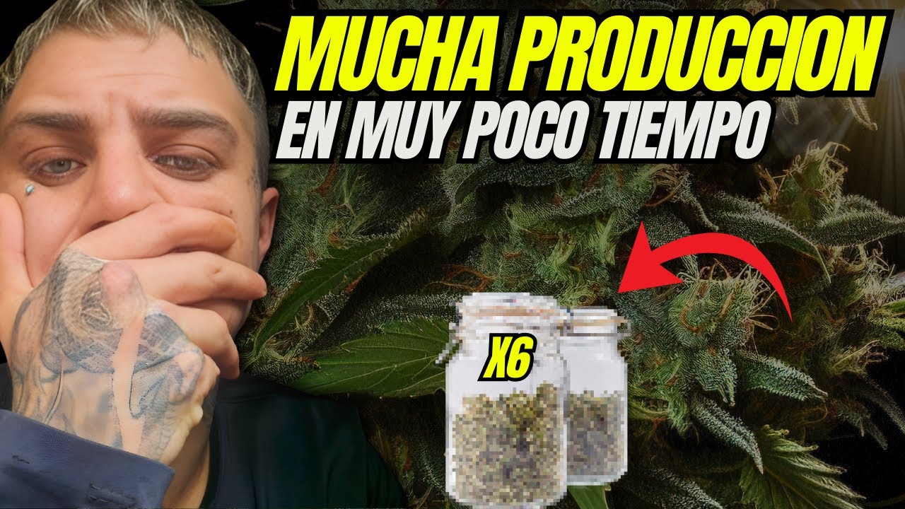 Como COSECHAR Mucho y Rápido en INDOOR I Con Automáticas SEMANA 1-2