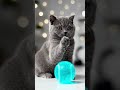 AI cat video