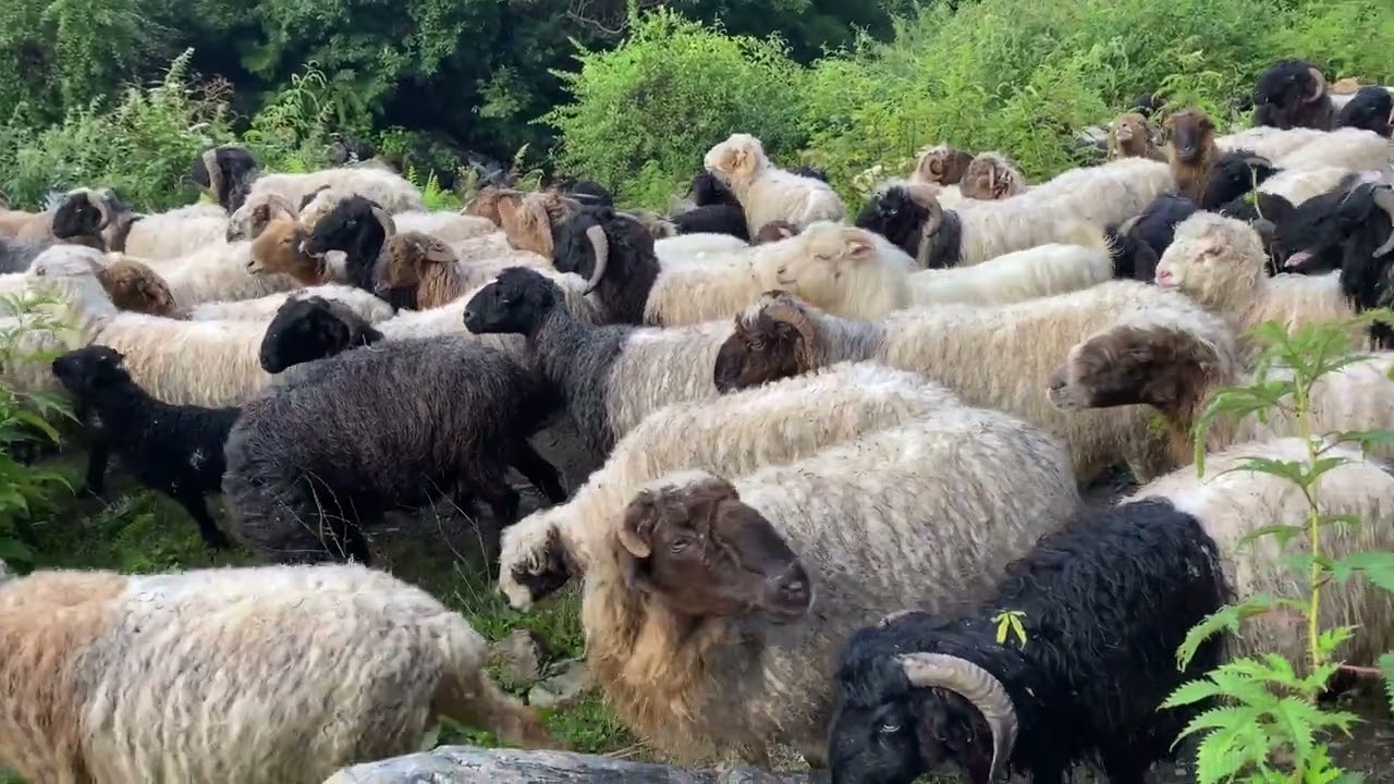 Nepal natural traditional village lifestyle rural dally Nepali village lifestyle Nepal