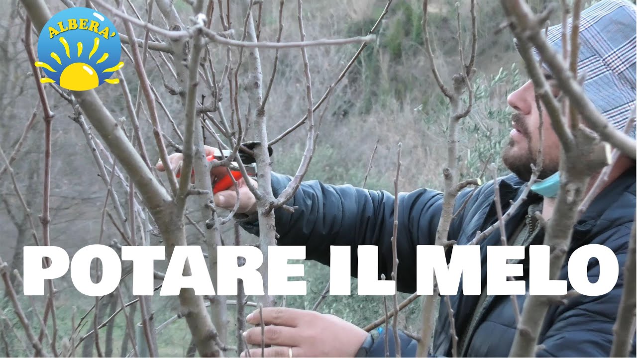 POTARE IL MELO (ANNURCA, GRANNY SMITH etc.) TAGLI A 