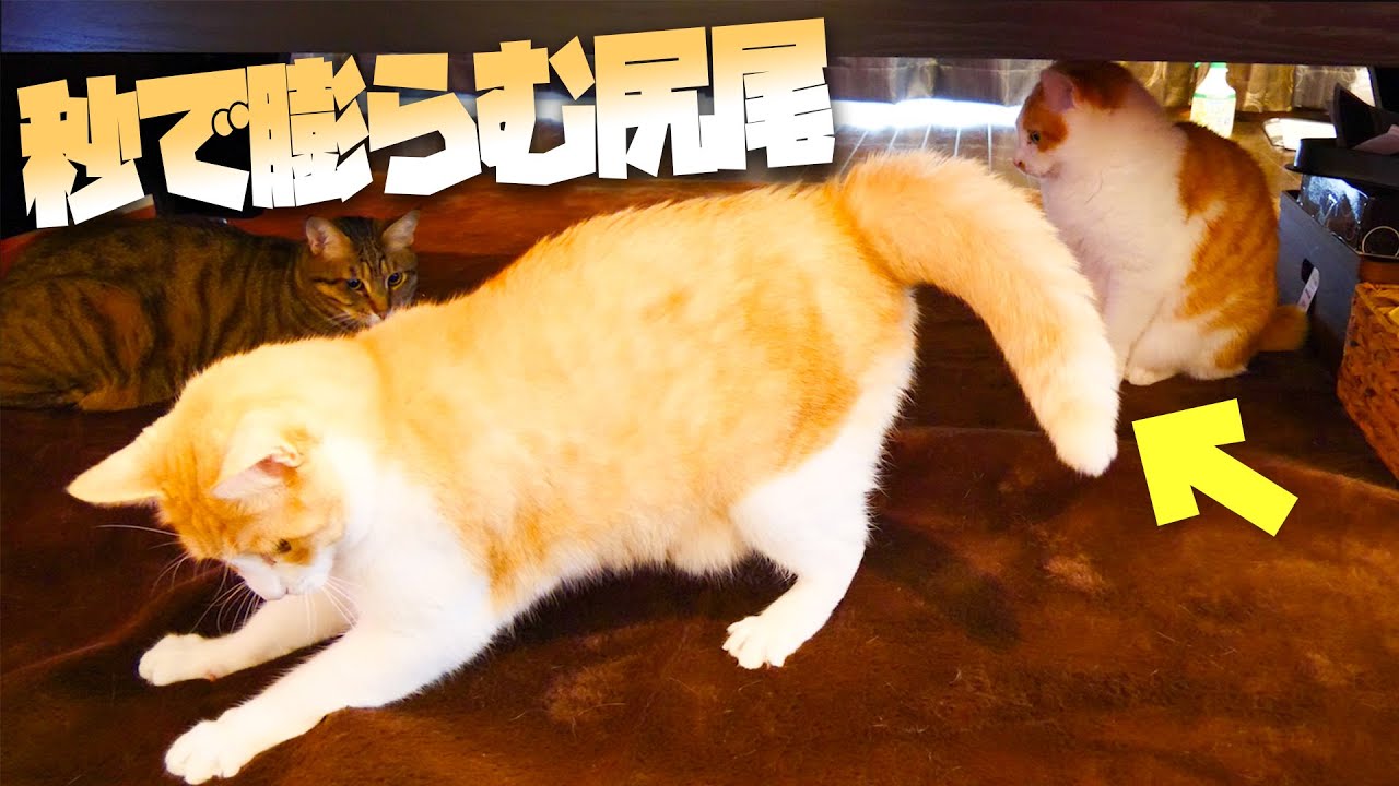 興奮のあまり尻尾がどんどん膨らむ猫が可愛すぎたwww Youtube