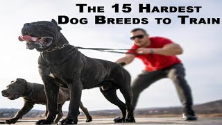 The 15 Hardest Dog Breeds to Train