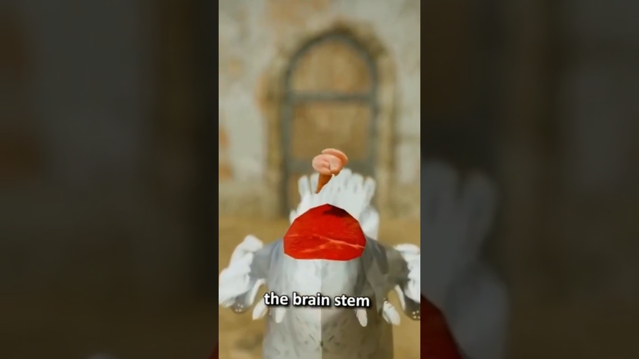 Mike The Headless Chicken | Mike And Lloyd Olsen | the then explore