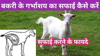 बकरी के गर्भाशय का सफाई कैसे करें uterus goat goatfarming @vnsgoatfarm