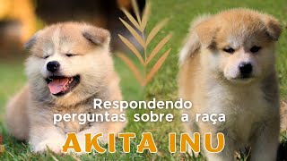 Akita teimoso, mordida de Akita, Comportamento e problemas de pele | Akita Inu 🐾 by Akita Inu Canil Hidetaka's 1,380 views 8 months ago 12 minutes, 12 seconds