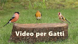Video Per Gatti ~ Incantevoli Uccellini