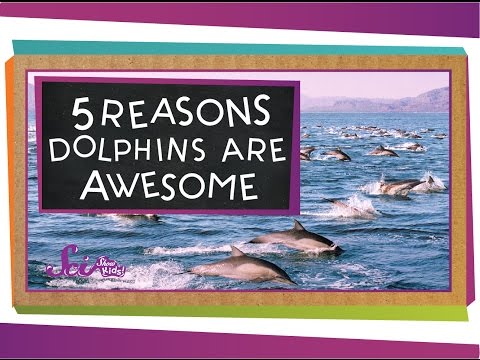 5 Reasons Why Dolphins Are Awesome