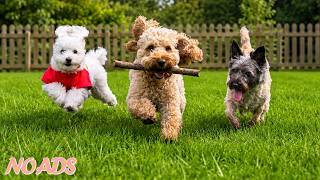 12 Hours of Calming Dog Music 🐶 Gentle Relaxing Music for Anxious Dogs 💖 Calm & Emotional Healing screenshot 5