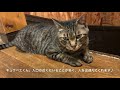 笑にゃんこ王国の猫紹介7