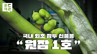 국내 재배 가능한 1호 품종개발 슈퍼푸드 '잠두' | ㅎㄷㅋㄹ