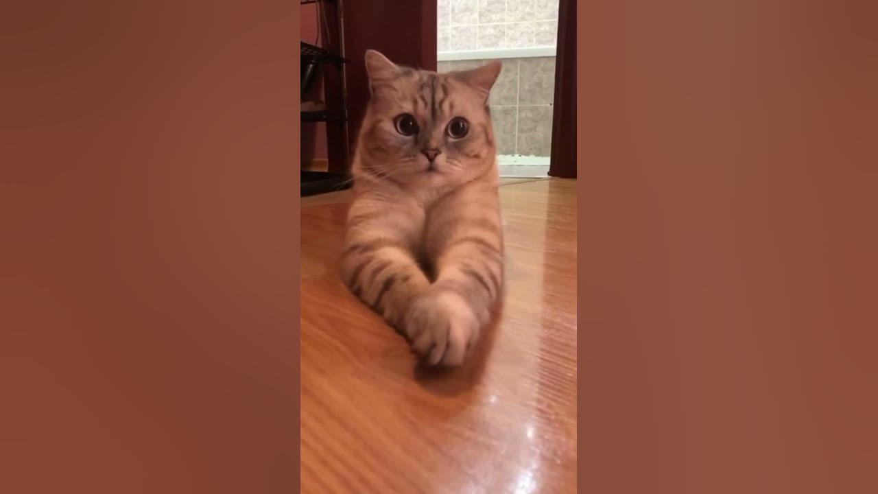 Every cat owner can relate - YouTube
