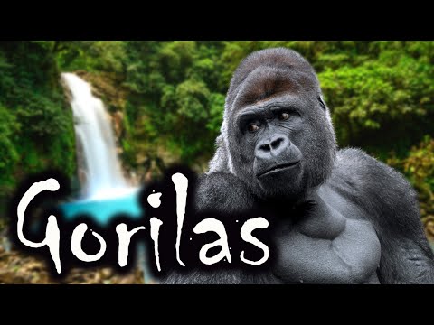 Gorilas gigantes do Congo |  animais selvagens da África | Curiosidades Sobre Animais selvagens