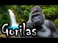 Gorilas gigantes do Congo |  animais selvagens da África | Curiosidades Sobre Animais selvagens