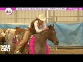 One Roan Peptos & Teresa Russo - BRIDLELESS 2015 Pink Cutting for Cancer