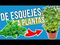 🛒 ¡Del SUPERMERCADO a HUERTO! 🌿 Cómo CULTIVAR Esquejes de Aromáticas en Casa 🏡✨ con GLORIA AGUIRRE